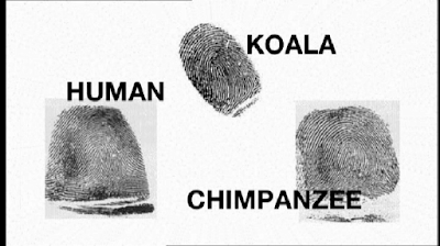 Interesting Facts Koala Bear Kc Interesting Facts Koala Bear Kc