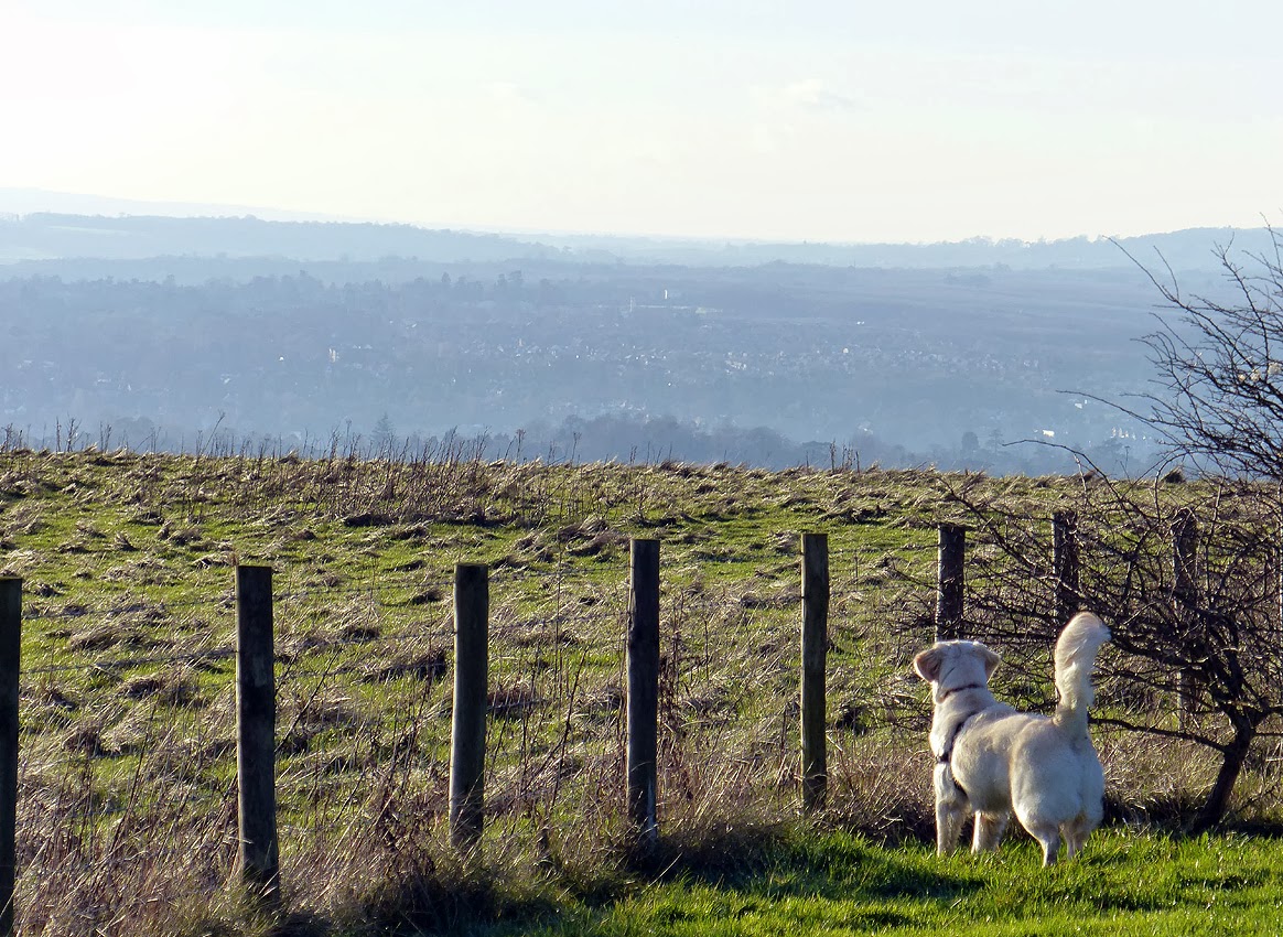 Boxing Day walkies