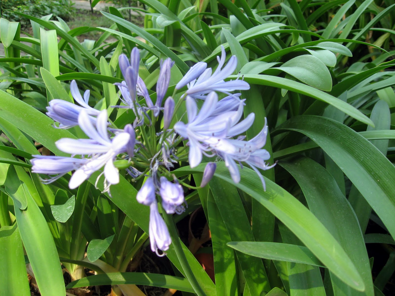 http://1.bp.blogspot.com/-on5EpzAoWgc/TmLxjSP7qeI/AAAAAAAAGaY/2K_DnDBH6U4/s1600/Agapanthus_africanus.jpeg