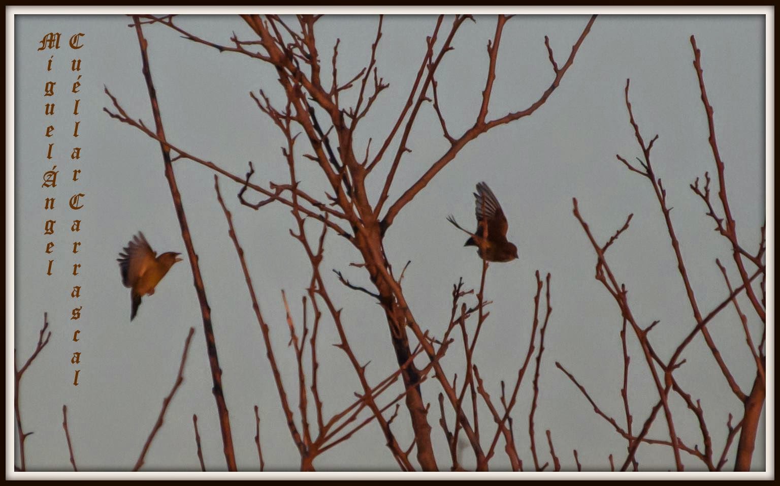 Excursiones para ver pájaros, primer trimestre de 2015. Grupo Local de Sevilla de SEO/BirdLife.