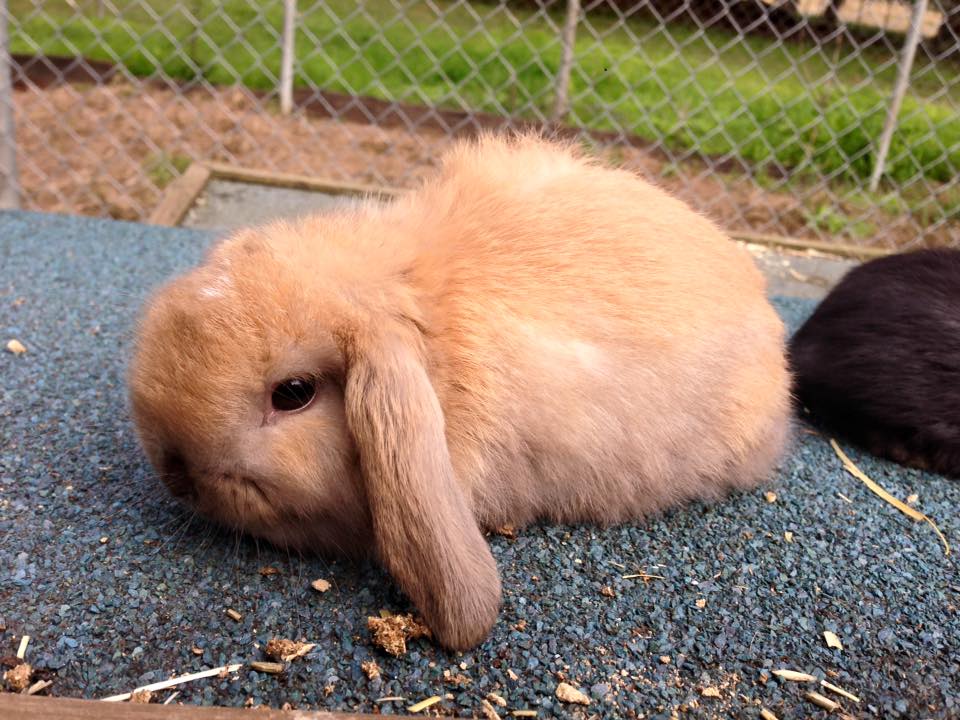 hollanda lop tavsani satilik lop tavsani balikesir ucretli sahiplendirilecektir fiyat 100 tl 0534 962 19 66