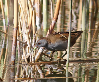 Little Crake