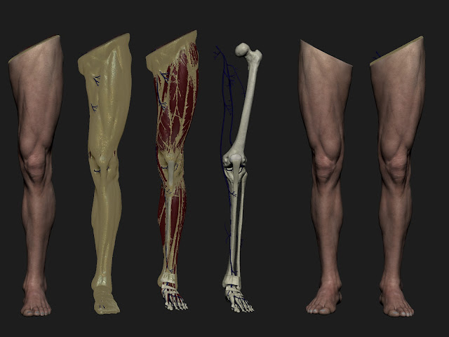 Ren Manuel 3D Art: Leg anatomy study [wip]