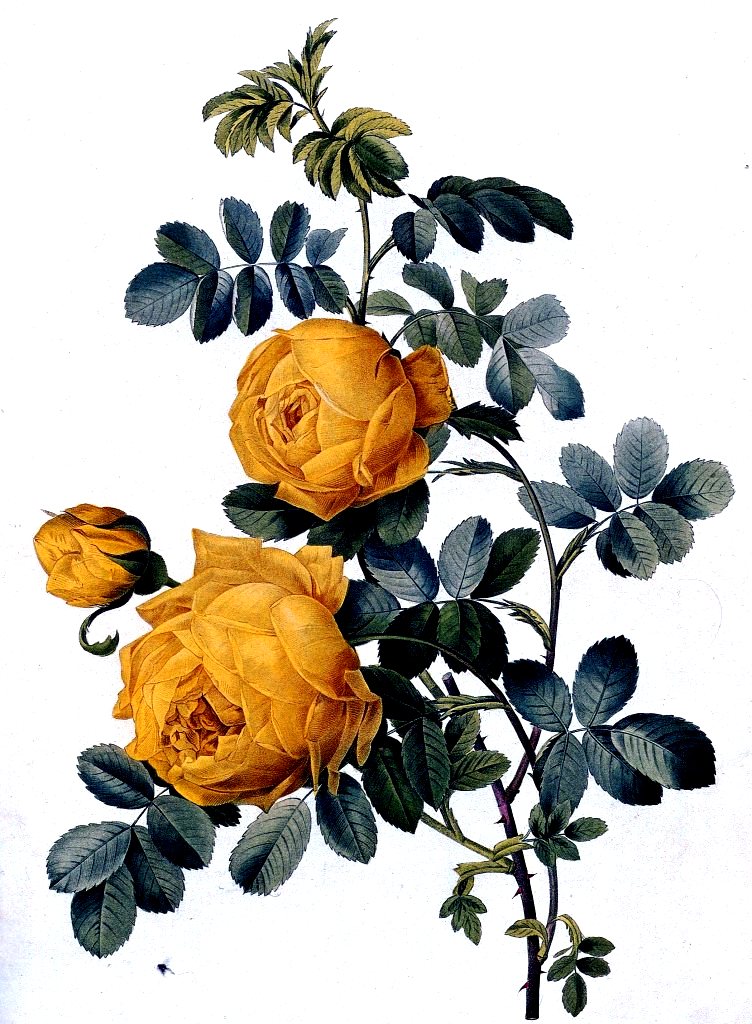 imagenes de flores que brillan y se mueven ImagenesHIP