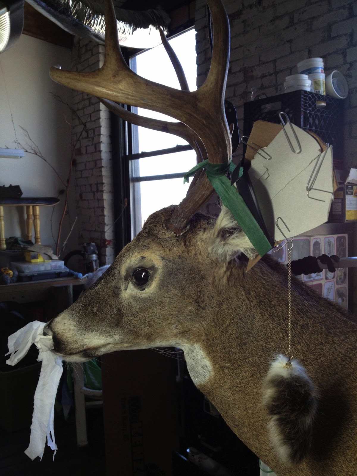 Diamond Tooth Taxidermy