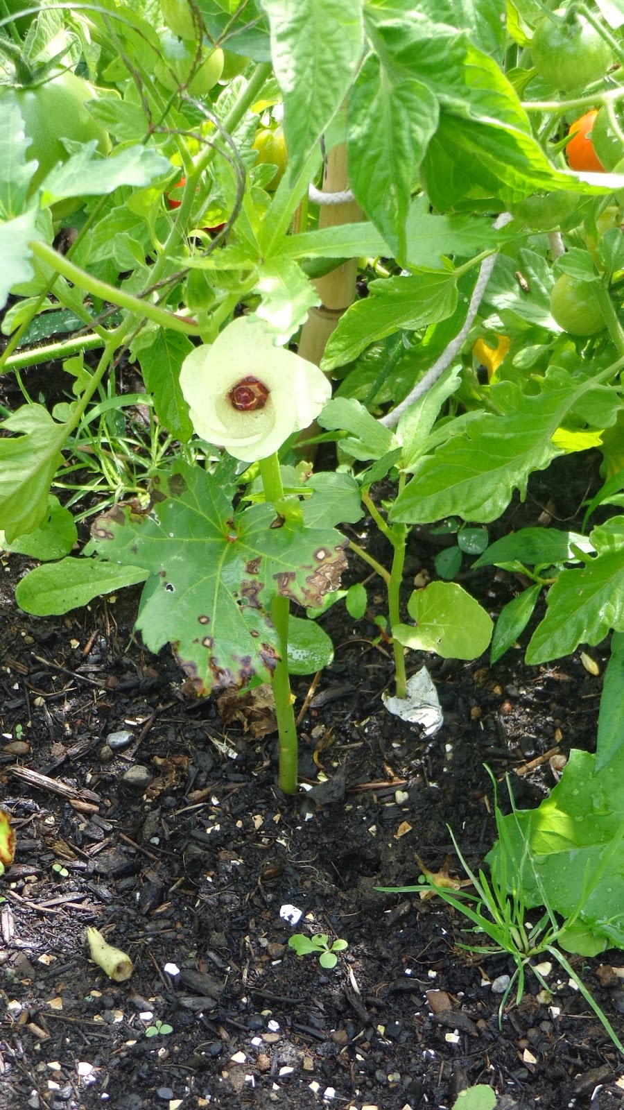 Growing Greener in the Pacific Northwest Can Okra be Grown in the