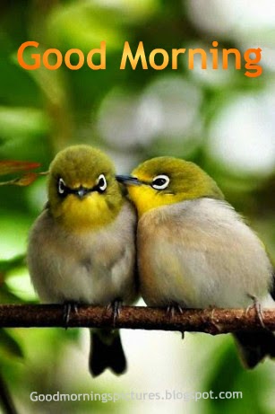 Good Morning Beautiful Birds HD Images - AZquotes