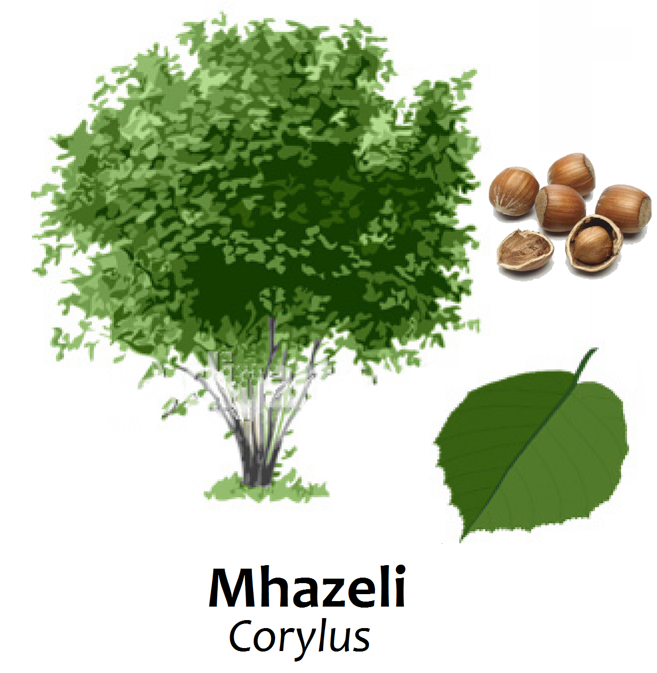 Swahili Land Mhazeli (Hazelnut tree)