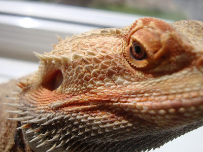 lizard-bearded-dragon-4.jpg