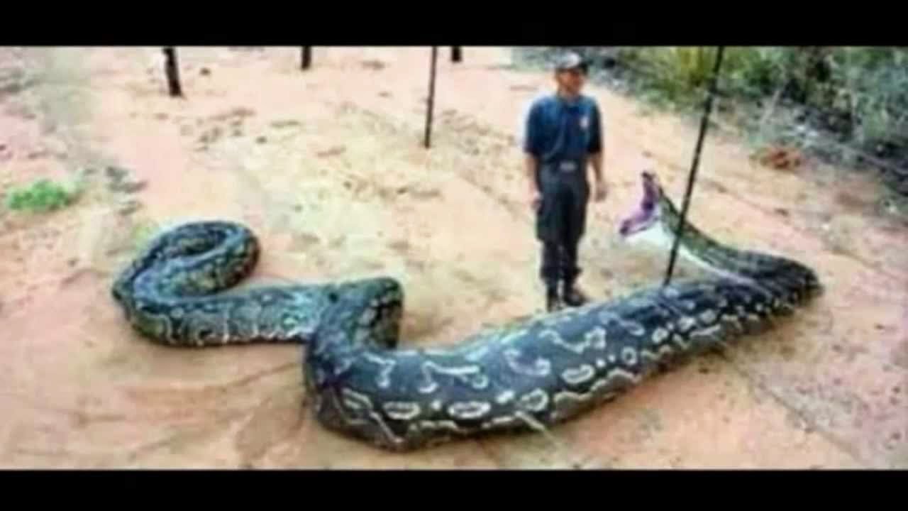 Love News A Security Guard Swallowed By A Giant Snake
