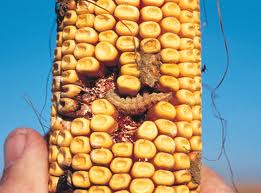 Prácticas agrícolas amenazan cultivo ampliamente cultivado del maíz Descarga+%25284%2529
