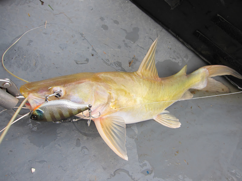 Golden Catfish
