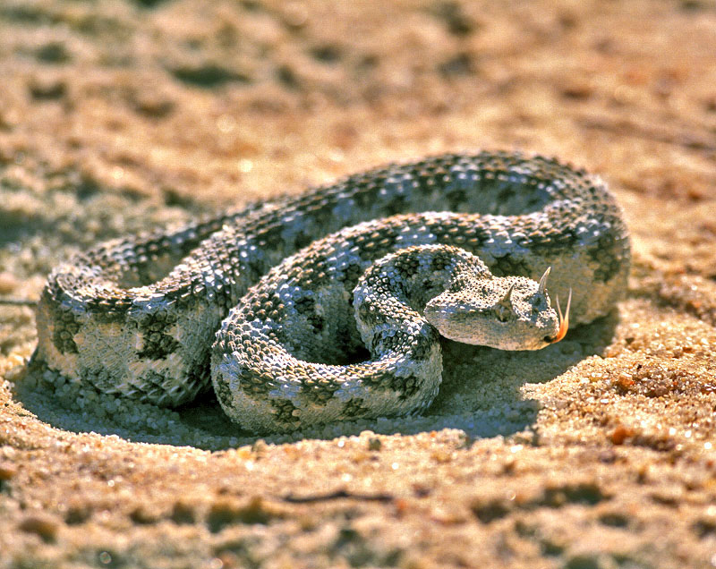 Horned Desert Viper