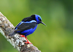 Red-legged Honeycreeper