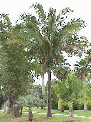 VIVENCIAS LLANERAS DEL ABUELO Pueblos del Apure Medio El Yagual