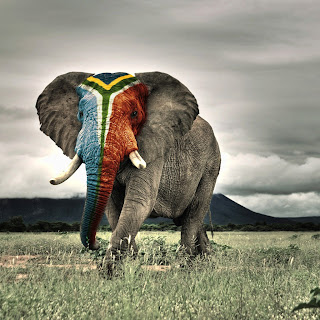 african elephent images
