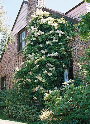 Hydrangea Climbing