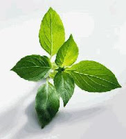 Health benefit of fresh basil