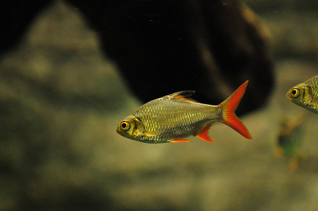 Tropical Aquarium Fish Tinfoil Barbs Pictures