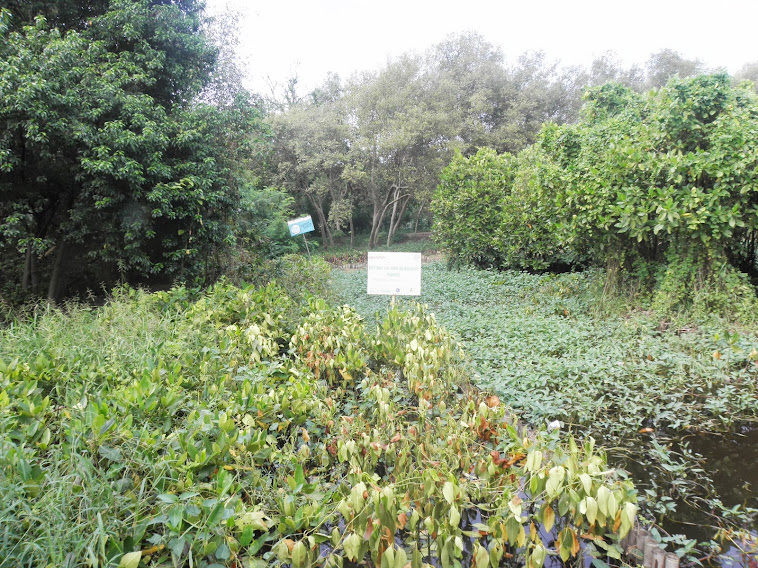 Mangrove planting