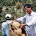 Sầu riêng Khánh Sơn: Đánh thức “vương quốc” trái cây