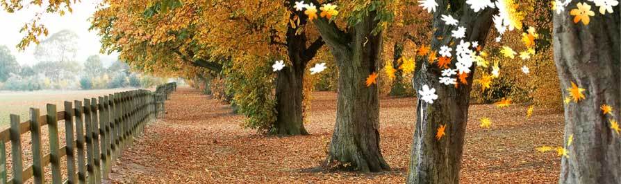 Carpet of Petals