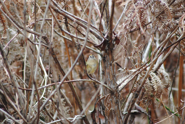 A pretty Goldcrest.