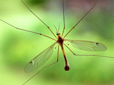 to as mosquito hawks,