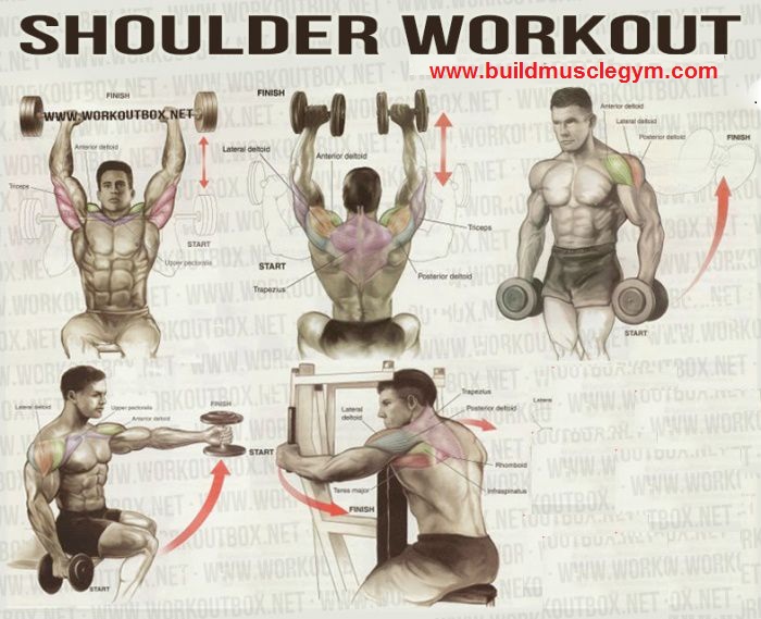 the best shoulders exercises of all time pro 2015 shoulder workout chart hd
