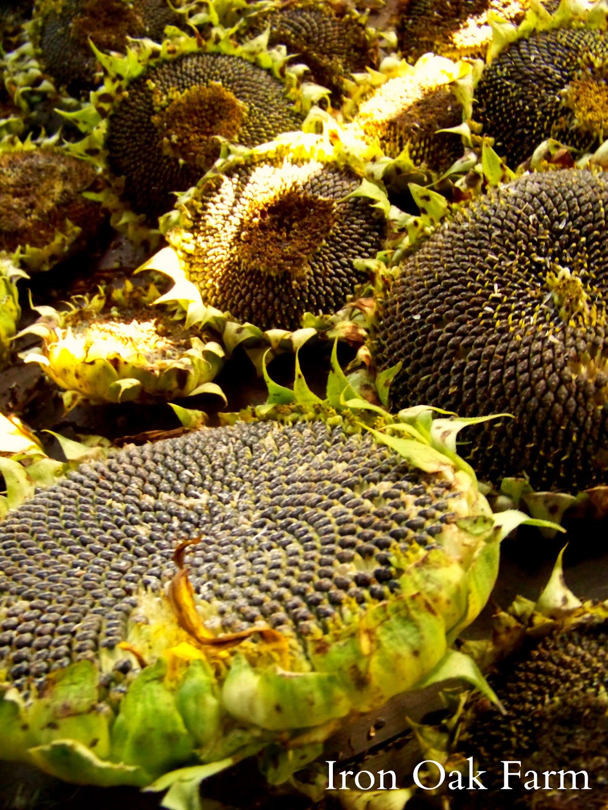 Help Pollinators and Your Chickens with Sunflowers Community Chickens