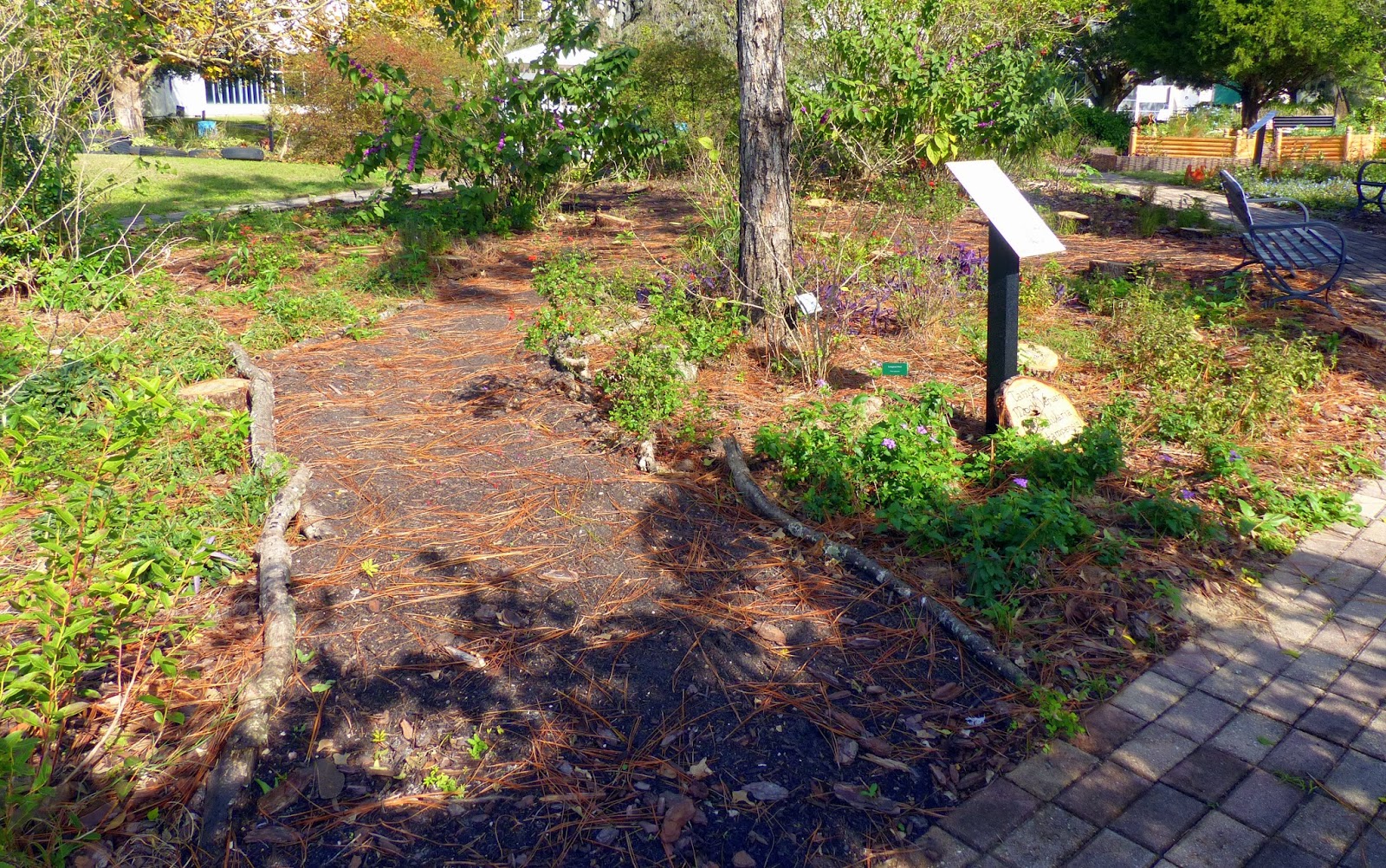 Historic Tree Grove: Olustee Longleaf Pine | MOSI Outside