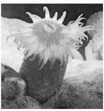 Contoh spesies dari kelas Anthozoa, yaitu anemon laut, Stephanauge.
