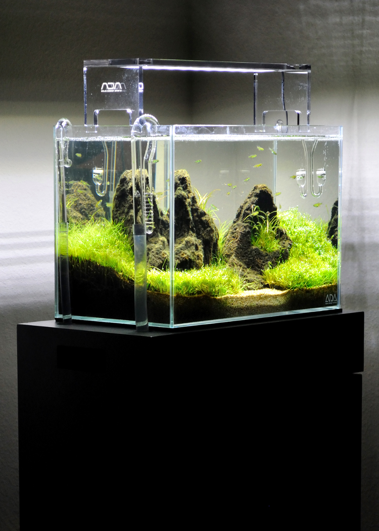 What you need To Start Planted Aquarium The Art of Planted Aquarium