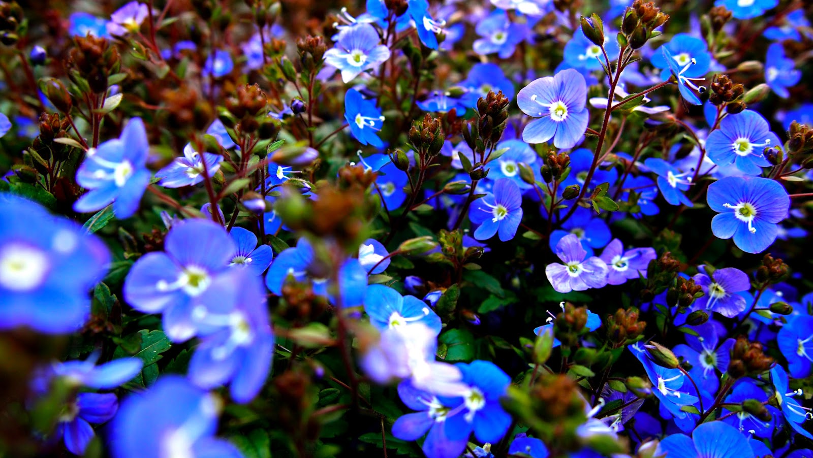 On High Occasions April Flowers