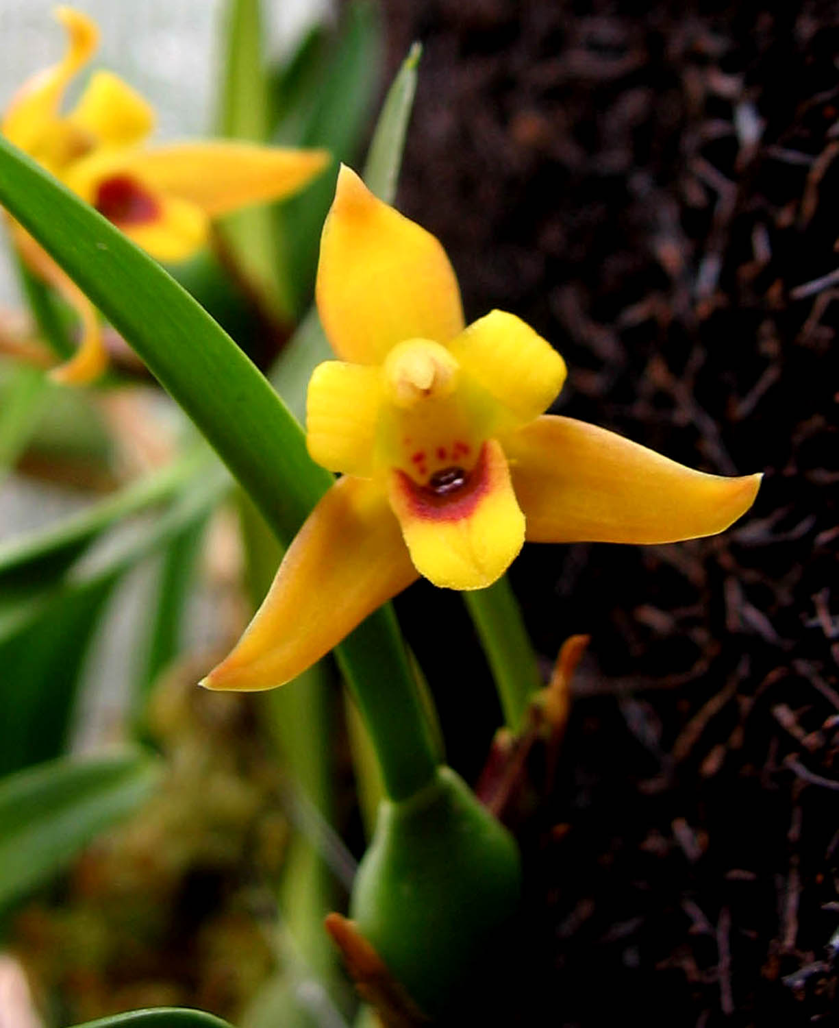 Perfume Project NW: MAXILLARIA ORCHID SPECIES: WOOD AND COCONUT