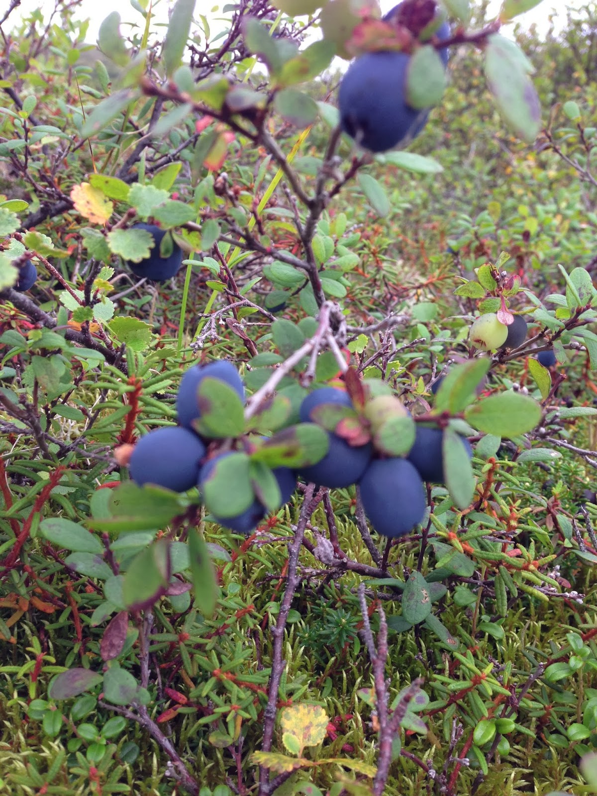 Nome, Alaska How Does Your Garden Grow in Nome, Alaska?
