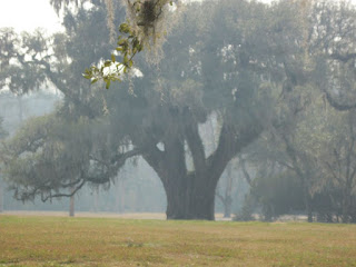 smoke and tree