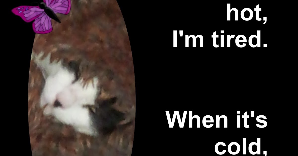 Sometimes It Is Lupus Lupus and Weather