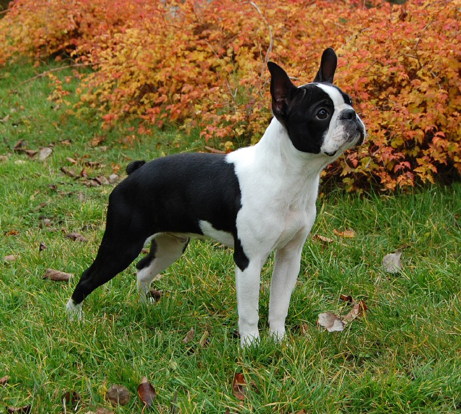boston terrier pictures terrier terrier dogs pictures boston terrier pictures terrier terrier dogs pictures