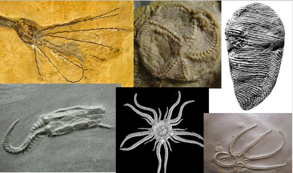 Grand Canyon Fossil Find Penis Worm Reveals Explosive Evolutionary Past - nnwljrk