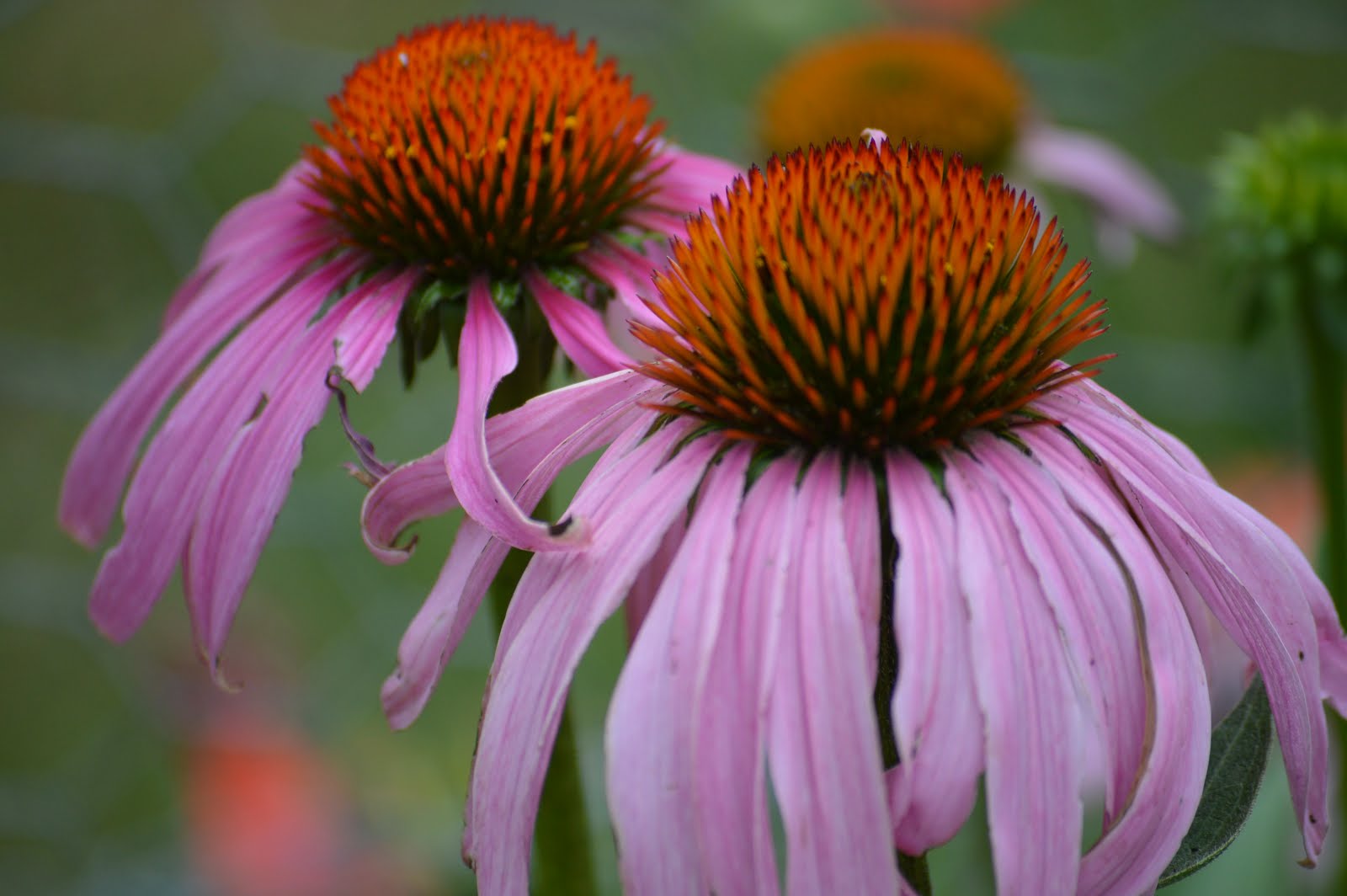 Flowers in the Garden!