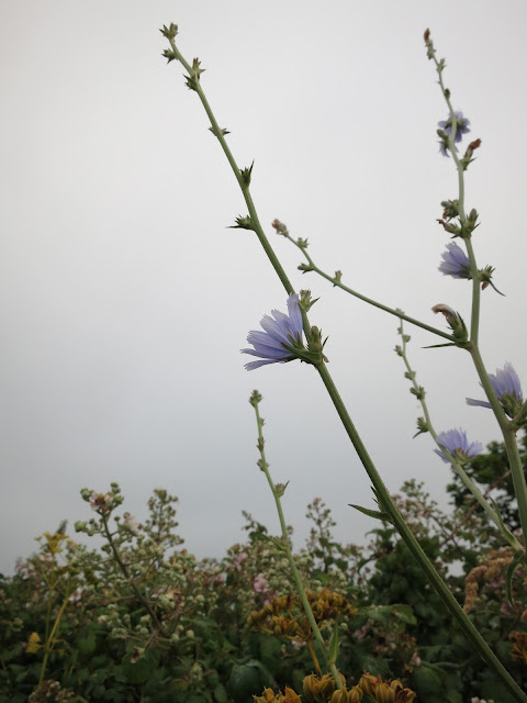 Chicory flowers against grey sky.