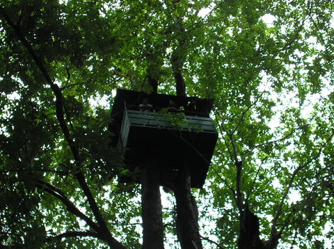 Bird Watching Tower In Cotigao Wildlife Sanctuary Goa