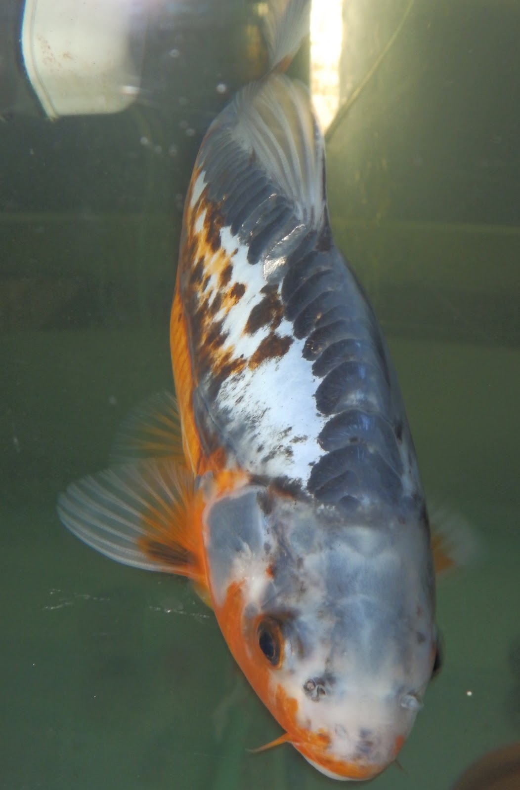 koi-pond-maintenance-orange-county-ca-6.jpg
