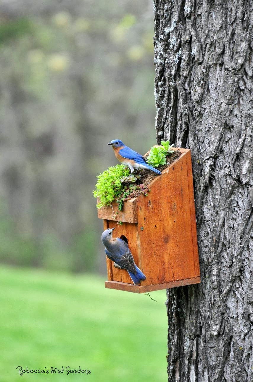 Rebecca's Bird Gardens Blog: Bluebirds 2013