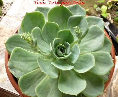 Planta suculenta echeveria rosa de pedra