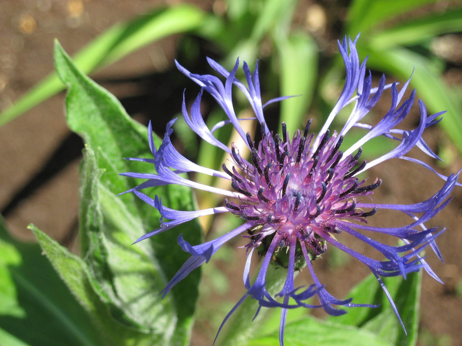 Chez Zeph Un Petit Jardin Du Nord Isere