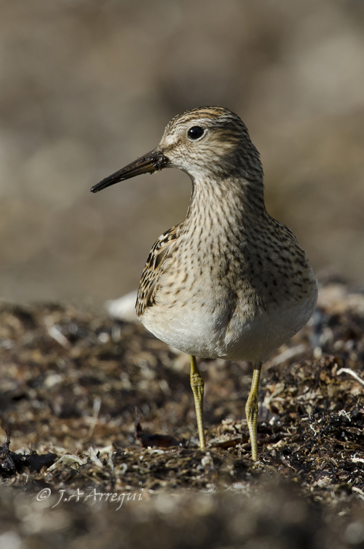 Correlimos pectoral, Calidris melanotos, Pectoral Sandpiper Correlimos pectoral, Calidris melanotos, Pectoral Sandpiper