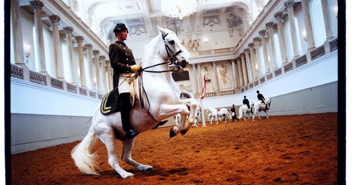 The lipizzan essay 06 image