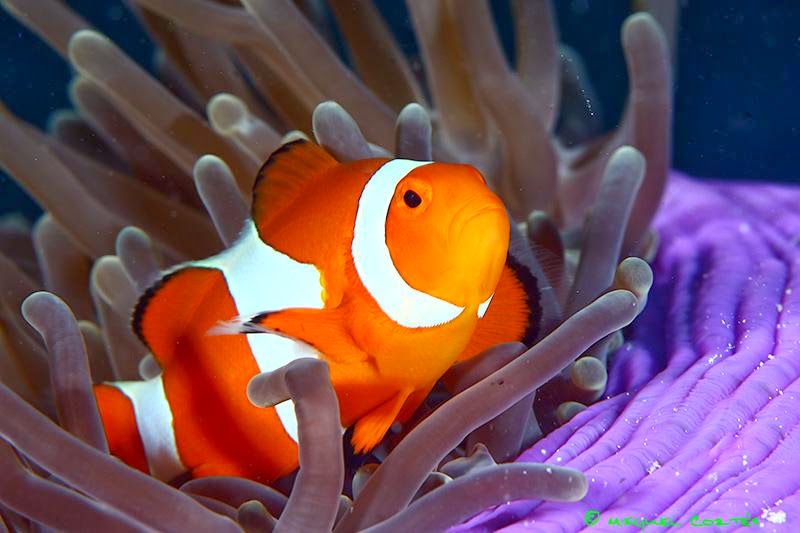 Contoh Simbiosis Mutualisme Terlengkap